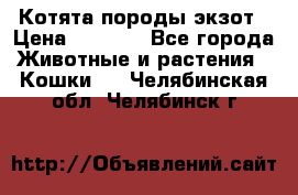 Котята породы экзот › Цена ­ 7 000 - Все города Животные и растения » Кошки   . Челябинская обл.,Челябинск г.